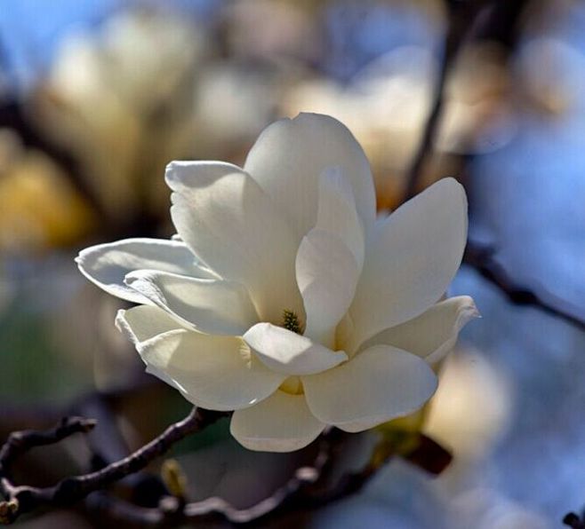 木兰花Magnolia liliflor...