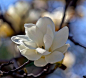 木兰花Magnolia liliflora Desr.木质有香气，小枝紫褐色，芽有细毛。3、4月先开花然后长叶，花大而艳丽，花蕾和树皮是国内外紧缺中药材，紫色较常见，也有白色、粉色的，黄色的罕见而珍贵。木兰花树高可达5米，花朵开放时傲立枝头，纯白圣洁，因为木兰花是先开花，花谢后才长叶，所以木兰花开时满树洁白，毫无杂色，让人陡生敬仰之感。在每年教师节，现在的孩子们都流行给老师送出自己的礼物，送贺卡不环保而且比较不符合潮流，送昂贵的礼物不符合孩子的身份，不如送一朵开放正艳的木兰花，来表达自己对老师崇高灵魂的尊