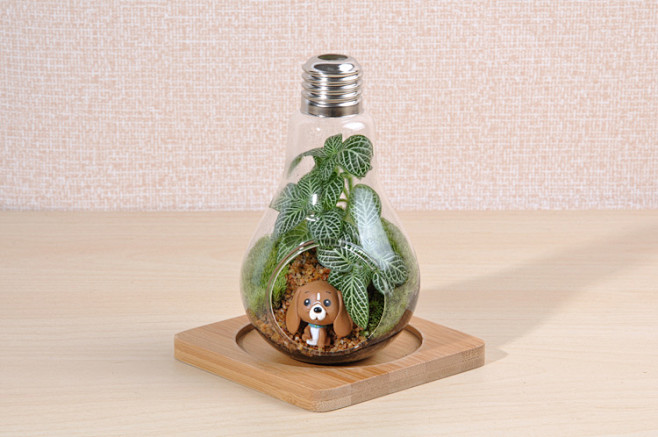 #依雯然# #苔藓生态瓶# #苔藓微景观...