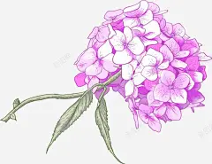 新鲜新娘紫色手捧花高清素材 新娘 新鲜 紫色 免抠png 设计图片 免费下载