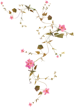 向日落许愿采集到透明底
