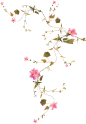 花藤藤蔓