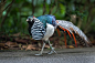 阿默斯特夫人雉，雉栖息在道路上的特写，新加坡图片下载