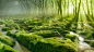 General 1920x1080 nature landscape water trees forest moss mist stones sun rays morning green