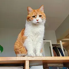 最好看的橘猫长什么样？ - 知乎 : 猫日啊瞧瞧这张忧国忧民的大饼脸，啧啧，多惹人怜爱啊！昨天刚知道它的名字，行走的表情包猫猫。微博热搜…