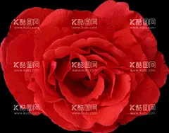 红色的玫瑰花  - 源文件下载【酷图网】红色的玫瑰花,玫瑰花,红玫瑰,玫瑰,鲜花,花卉,花朵,红色玫瑰,红色玫瑰花,花蕾,花瓣,花,一支玫瑰,一束玫瑰花,带刺玫瑰,花卉植物,大红玫瑰,花卉特写,红色花,红色鲜花,红玫瑰花朵,玫瑰花摄影,玫瑰花拍摄,花卉摄影,玫瑰花壁纸,玫瑰素材,玫瑰特写,玫瑰壁纸,玫瑰花底,玫瑰花背景,玫瑰花底纹