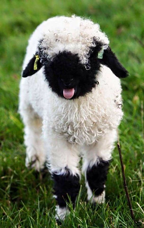 Valais Blacknose She...