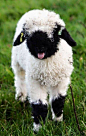 Valais Blacknose Sheep