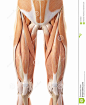 “腿 肌肉”的图片搜索结果