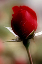 一朵红红的玫瑰——啊，我的爱人像一朵红红的玫瑰，它在六月里初开，我的爱人像一支乐曲，美妙地演奏起来。