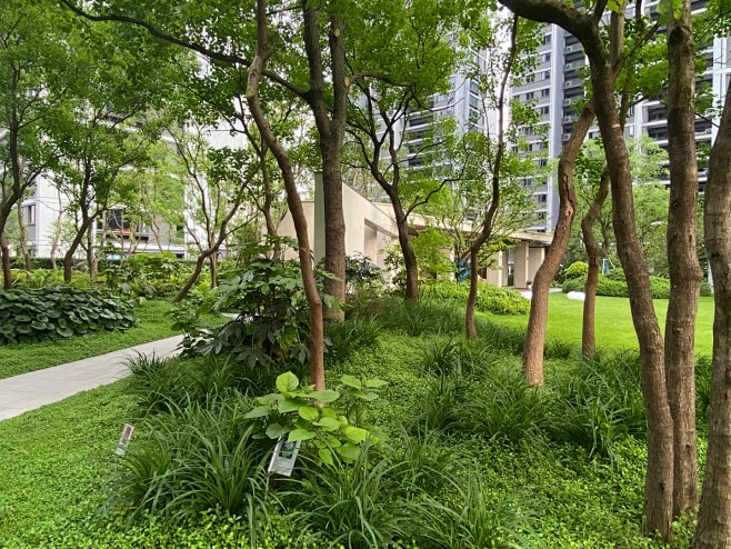景观案例｜杂木乌桕林下地被搭配_8_植物学社_来自小红书网页版