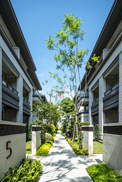 夏天的虎采集到巷道