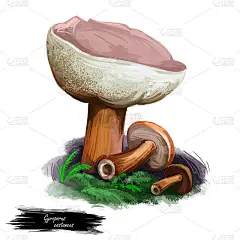 板栗，小，白气孔牛肝菌关系，分离于白色。数码艺术插画，天然食品，包装标签。秋季收获真菌在草地上。