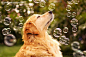 【宠物摄影】狗狗Champ照片欣赏 - 生活纪实-唯美贴图 - 第一设计网 - 红动中国-Redocn - 全球人气最旺的设计论坛！