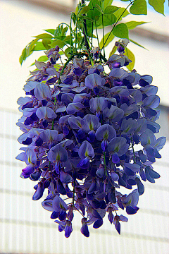木觉天采集到花卉