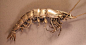 Oleg Konstantinov Sterling Silver Articulated Shrimp