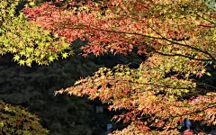 宽屏艳丽红叶电脑桌面高清壁纸桌面壁纸2