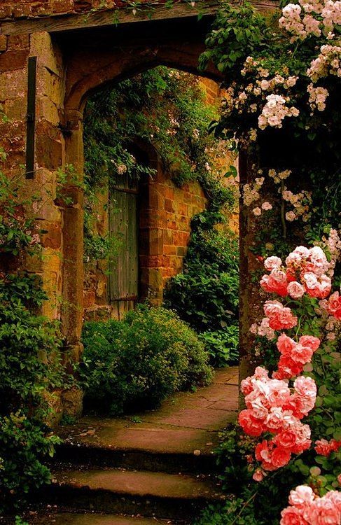 Climbing roses