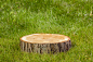 tree-stump.jpg (1688×1125)