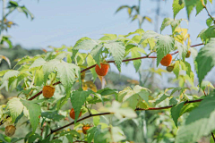 夏日酸梅采集到-17种植种类：9蔬果池