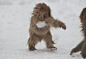 打雪仗的小猴们~