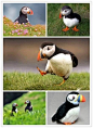 日 冰岛的国鸟Puffin（又叫海鹦或者海鹦鹉），面部表情常年忧愁万分，走路的样子倾倒众生。一大早就出门散步思考人生啦！
