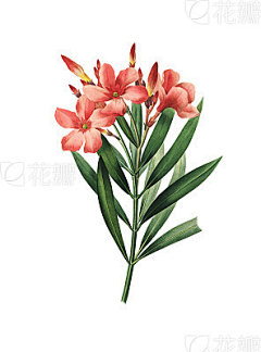 Nerium oleander | Redoute Flower Illustrations