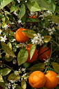 Orange blossoms... Springtime.. Smelling them makes me remember a better time. It always makes me smile. One of my two favorite scents.