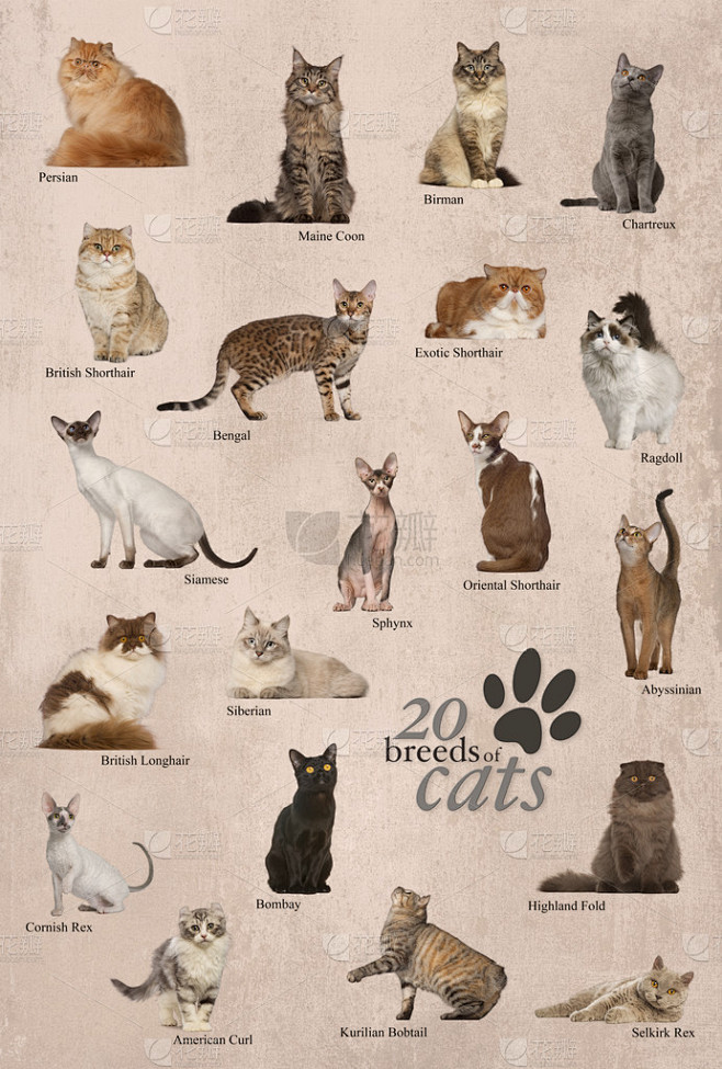 在英语中的猫品种海报