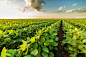 Soybean field stretching into the horizon