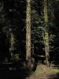 三棵树