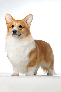 阿狸lililili采集到猫 狗 png 白底