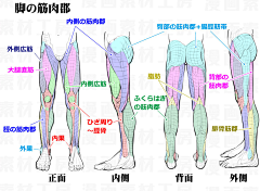 半胧月采集到人体（整体+局部）