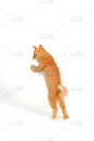 乐趣,小猫,红松,垂直画幅,进行中,爪子,动物身体部位,哺乳纲,毛绒绒,猫