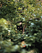 淡路 chihato: -猫舍