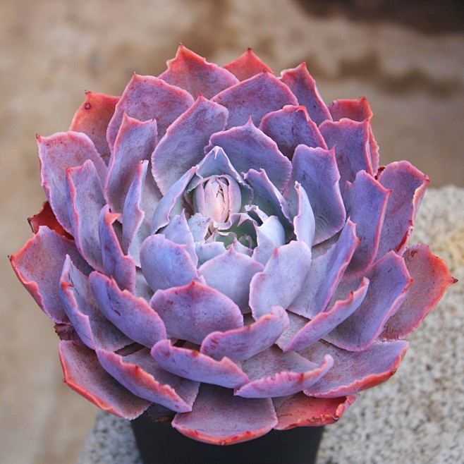 子鹜多肉pinky多肉种子pinky杂交种子淘宝网