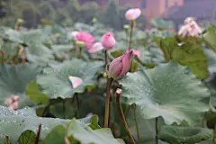 荷花荷叶莲花夏天里面池塘的荷花荷包图片高清图片素材图片编码818A2442 – 饿狐背景网站-微距高清设计素材免费图片下载海报壁纸摄影背景素材，背景图，背景墙，背景板，背景图片，背景纹理，背景板设计，背景材质，背景大图