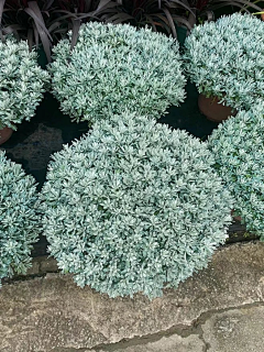丑岛君ya采集到芙蓉菊