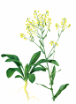 板蓝根 PNG