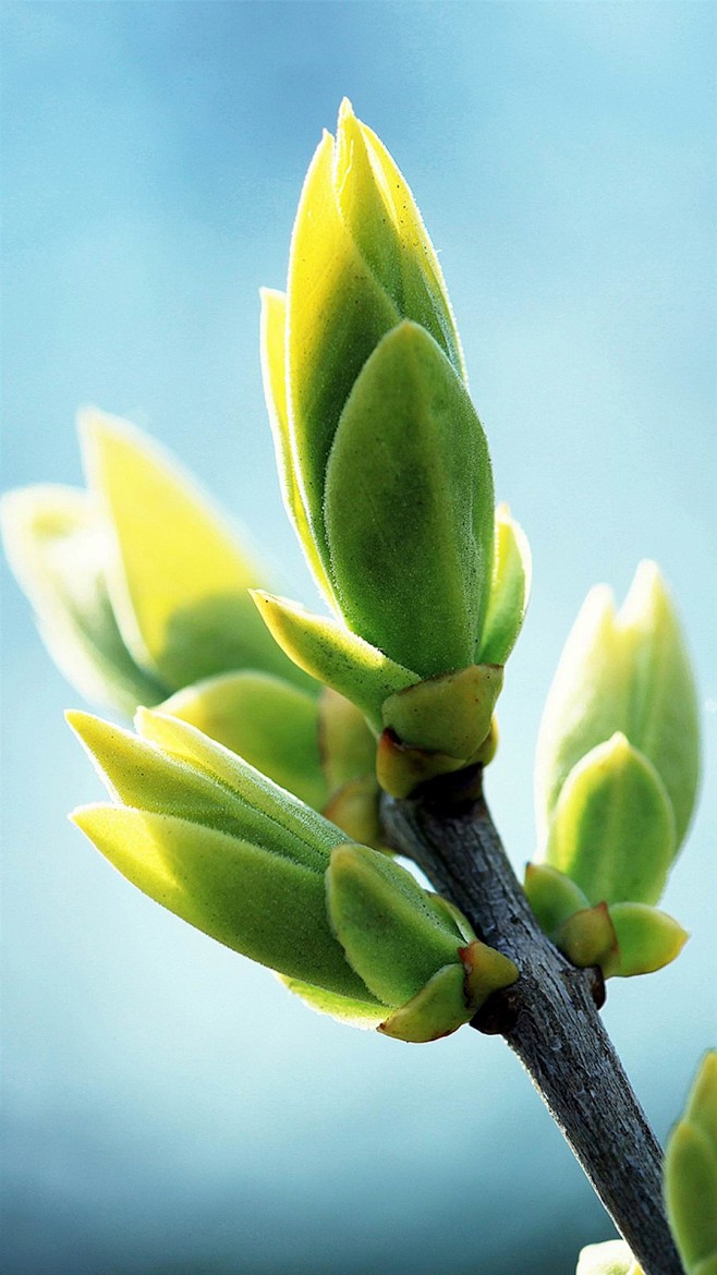 绿色护眼植物iphone7plus壁纸1080x1920