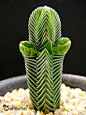 Crassula pyramidalis　大型緑塔