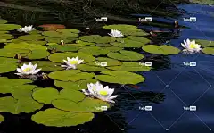 水生 美丽的花朵 花卉背景 莉莉 花 自然 花壁纸 湖 叶子