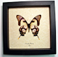 Eurytides Dolicaon Verso Butterfly | Real Butterfly Gifts Framed Butterflies and Insect Displays