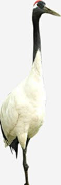 白色直立丹顶鹤高清素材 丹顶鹤 白色 直立 免抠png 设计图片 免费下载