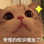 沙雕可爱表情包/一杯月白/谢绝二传 - 堆糖