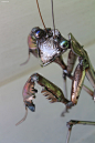 JK Brown 手工金属动物雕塑设计欣赏 鸟 马 雕塑 立体 玩具设计 玩具 昆虫 手工 复古 动物 