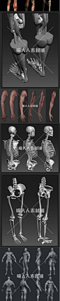 zbrush 3d 艺用人体解剖结构肌肉骨骼 设计参考 人物角色图片素材-淘宝网