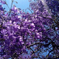 澳大利亚Milsons Park公园盛开的蓝花楹