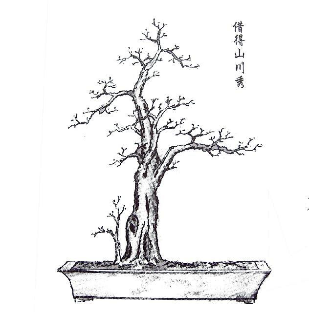 转载刘仲明大师手绘岭南盆景百态图奶油新浪博客