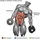 ABDOMINALS - DUMBBELL SIDE BEND: 